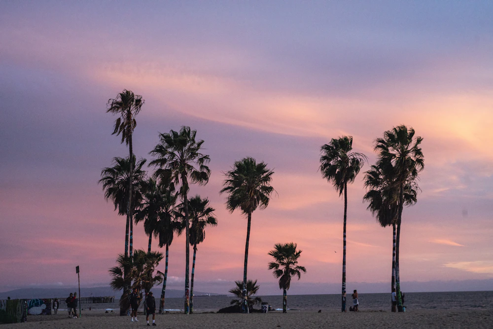 Palm trees silhouetted against a soft California sunset